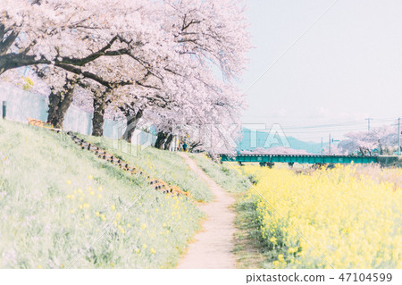 Toyokawa Sanagawa Cherry blossoms 47104599