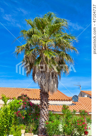 View of gardens with palm tree in Gruissan 47104737