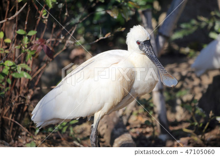 Kurozurahella 47105060