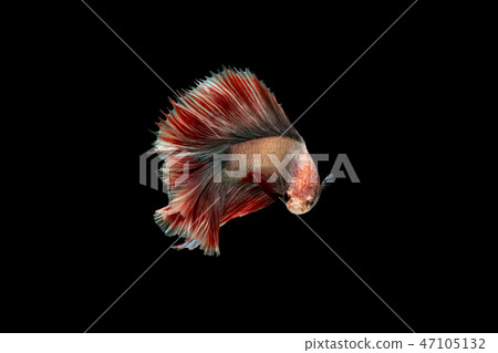 Swimming Action of Betta or Siamese fighting fish Swimming Action of Betta or Siamese fighting fish 47105132