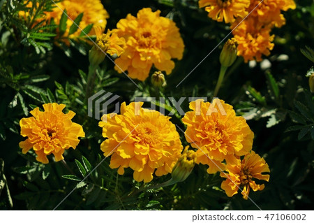 黃色花床和花田被採取在喇嘛9公園,曼谷,泰國 黃色花床和花田被採取在喇嘛9公園,曼谷,泰國 47106002