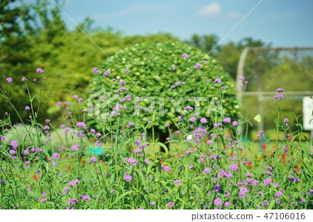 A flower park of Verbena (Saturnia vulgarata) taken at Rama 9 Park, a public park located in the capital of Bangkok, Thailand A flower park of Verbena (Saturnia vulgarata) taken at Rama 9 Park, a public park located in the capital of Bangkok, Thailand 47106016