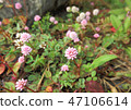 Himetursoba in the garden 47106614