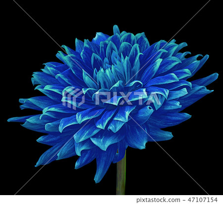 blue flower dahlia isolated on a black background blue flower dahlia isolated on a black background 47107154