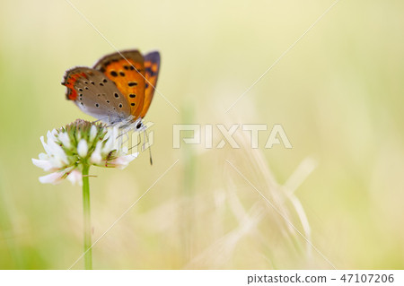貝尼什夫人蝴蝶和白三葉草 貝尼什夫人蝴蝶和白三葉草 47107206