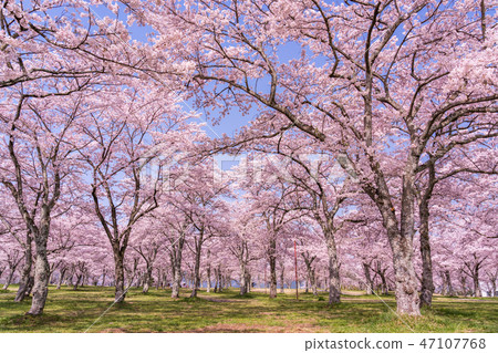 Sakura cherry blossoms in full bloom Sakura cherry blossoms in full bloom 47107768