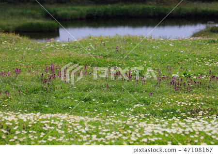 Yotsuba Shiogama和Chingluma Yotsuba Shiogama和Chingluma 47108167