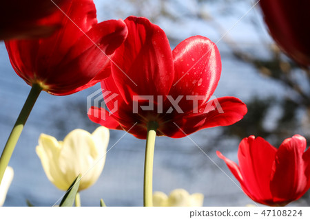 close up of  red tulip flowers  47108224