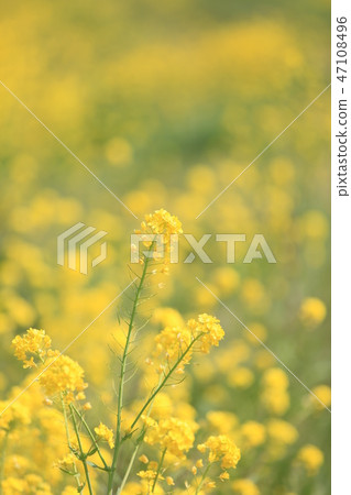 Rape blossoms (mustard) community (F) 47108496