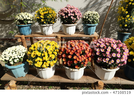 Hiraku Chrysanthemum Festival“Kogiku”大阪枚方市在公園 Hiraku Chrysanthemum Festival“Kogiku”大阪枚方市在公園 47108519