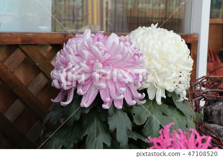 花壇花：Daruma chrysanthemum：大阪府枚方市 47108520