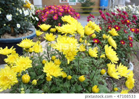 Hiraku Chrysanthemum Festival "Kogiku" Osaka Hirakata City in the Park 47108533