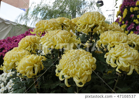 大阪公園枚方市的枚方菊花節日“Dharma菊花” 大阪公園枚方市的枚方菊花節日“Dharma菊花” 47108537