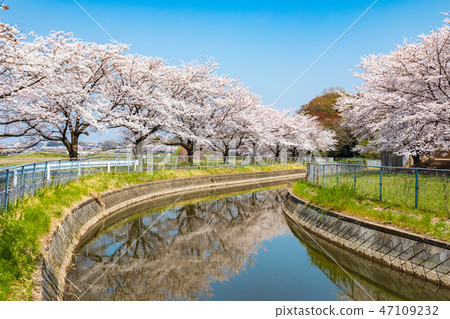 Misenumi Rice paddy Observation water cherry blossom substitute water cherry blossom corridor in Japan 47109232