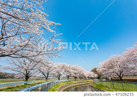 Misenumi Rice paddy Observation water cherry blossom substitute water cherry blossom corridor in Japan 47109235
