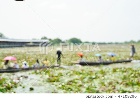 Image of Red Lotus Floating Market, Lotus Pond (water lily pond) tour in Nakhon Pathom Province, Thailand Image of Red Lotus Floating Market, Lotus Pond (water lily pond) tour in Nakhon Pathom Province, Thailand 47109290