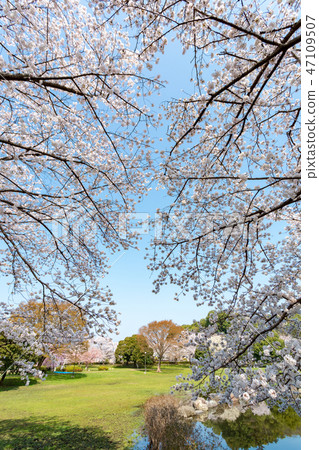 Minuma rice field cherry blossoms Minuma Hikawa Park The best cherry blossom corridor in Japan 47109507