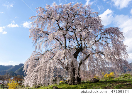 信州高山村的櫻花 47109574