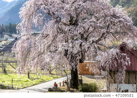 信州高山村的櫻花 47109581