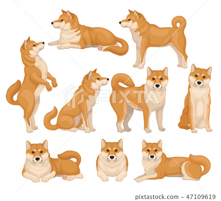Set Of Cute Shiba Inu In Different Poses Home Stock