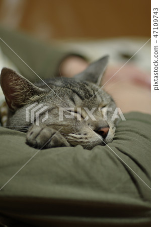 手臂枕 手臂枕 47109743