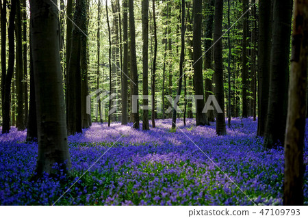 藍色響鈴（背後照明）在盛開在Haru，比利時 47109793