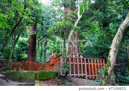 [島根] Yaegaki Shrine Maru Sugi 47109853