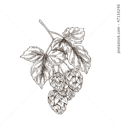 Hop Plant with Leaves Sketch Vector Illustration Hop Plant with Leaves Sketch Vector Illustration 47110248