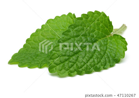Melissa, lemon balm on white background Melissa, lemon balm on white background 47110267