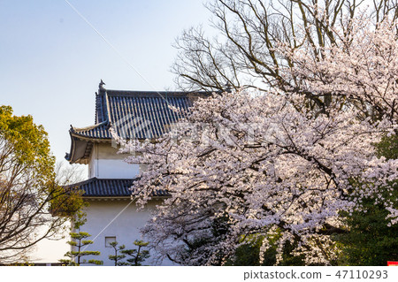 Sixth base and cherry blossoms Osaka Castle 47110293