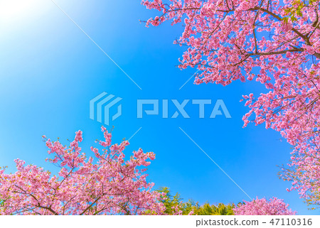 河津櫻花 河津櫻花 47110316