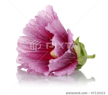 Alcea rosea, pink hollyhock, on white background Alcea rosea, pink hollyhock, on white background 47110321