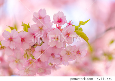 Kawazu cherry tree Kawazu cherry tree 47110330
