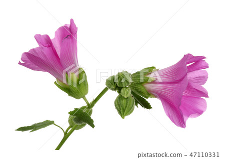 Alcea rosea, pink hollyhock, on white background Alcea rosea, pink hollyhock, on white background 47110331