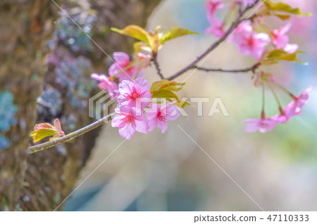 河津櫻花 河津櫻花 47110333
