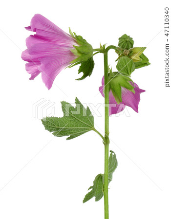 Alcea rosea, pink hollyhock, on white background 47110340