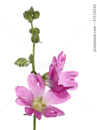 Alcea rosea, pink hollyhock, on white background Alcea rosea, pink hollyhock, on white background 47110342