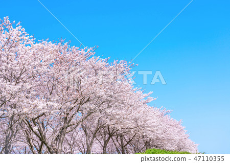 Row of cherry trees Row of cherry trees 47110355