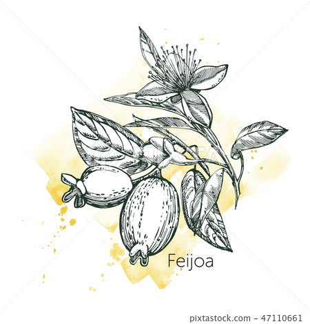 Collection of feijoa fruit, flower, leaves and feijoa slice. Graphic hand drawn illustration. 47110661