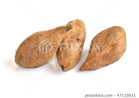甘藷(Maron Gold) 甘藷(Maron Gold) 47110831