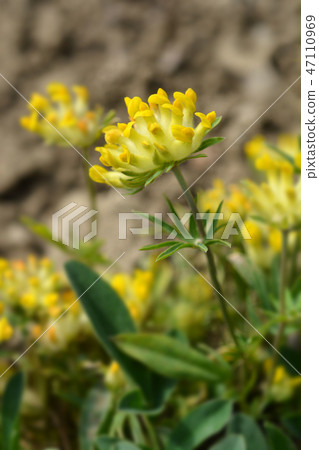 Alpine kidney vetch 47110969