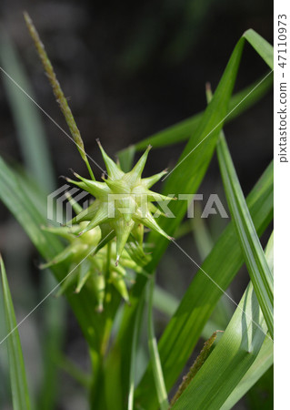 Grays sedge Grays sedge 47110973