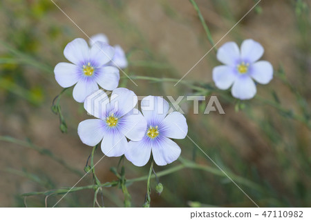 Perennial flax 47110982