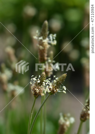 Ribwort Plantain Ribwort Plantain 47110984