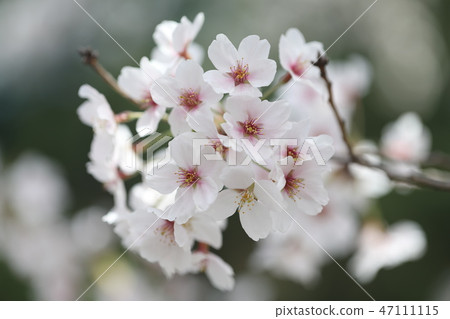 Cherry Blossoms   47111115