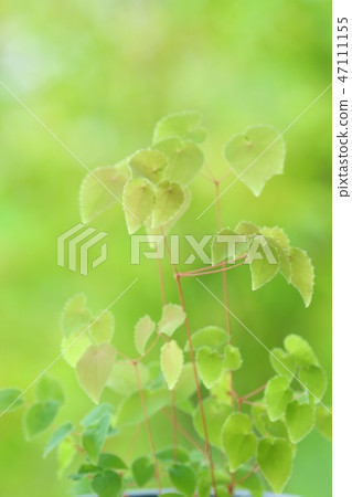 甘草葉野花 甘草葉野花 47111155