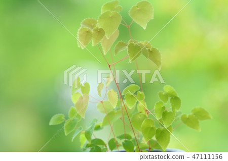 Licorice leaf Wildflowers 47111156
