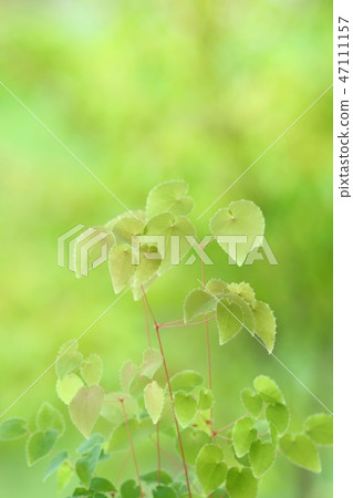 甘草葉野花 甘草葉野花 47111157