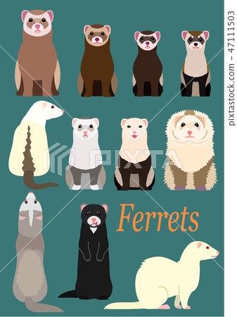 Ferret Various list 47111503