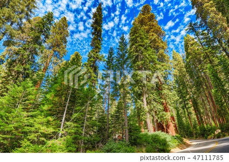 Forest of sequoias in Yosemeti National Park. 47111785